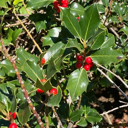 Casa Martin * Tramacastilla de Tena
