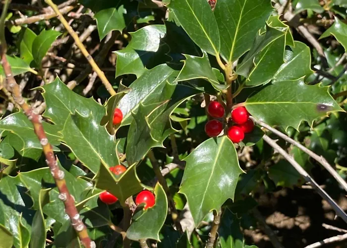 Casa Martin * Tramacastilla de Tena