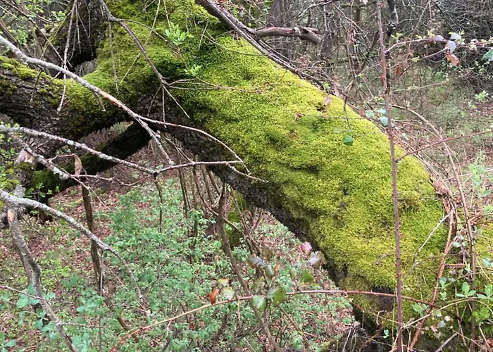 Apartment Casa Martin *